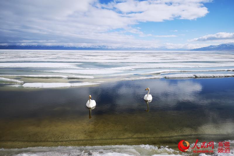 Photo shows thawing ice on the surface of Sayram Lake in northwest China\'s Xinjiang Uyghur Autonomous Region. The swans, the high mountains, the clear water and the blue sky have turned the lake into a spring fairyland.  (Photo/people.cn)