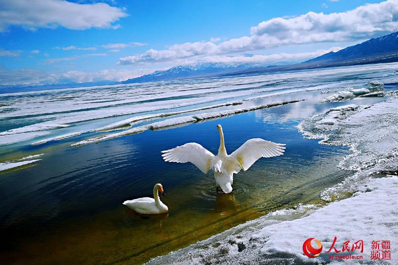 Photo shows thawing ice on the surface of Sayram Lake in northwest China\'s Xinjiang Uyghur Autonomous Region. The swans, the high mountains, the clear water and the blue sky have turned the lake into a spring fairyland.  (Photo/people.cn)