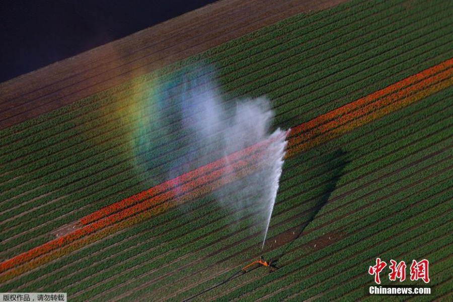 Photo shows the aerial view of flower fields in Lisse, Netherlands, April 10, 2019.  (Photo/Agencies)