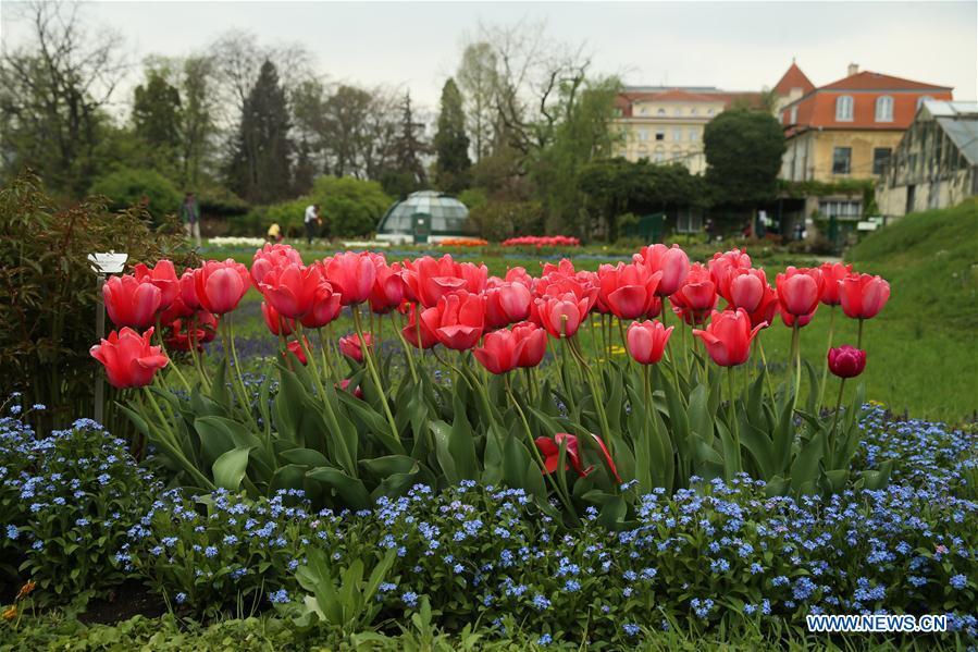 Photo taken on April 10, 2019 shows the flowers at the Botanical Garden in downtown Zagreb, capital of Croatia. (Xinhua/Zheng Huansong)