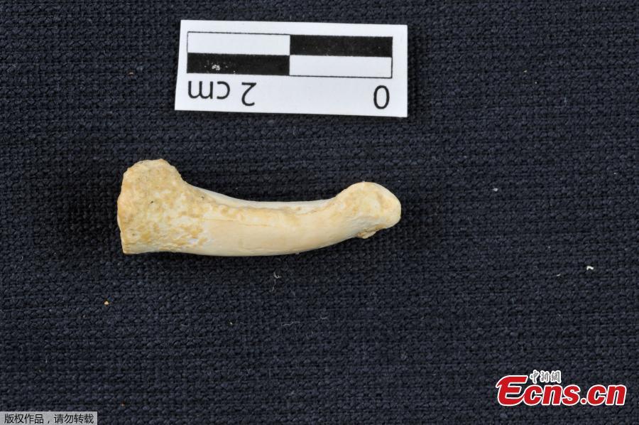 A proximal foot phalanx of Homo luzonensis, showing the longitudinal curvature of the bone. (Photo/Agencies)

Researchers in the Philippines announced that they have discovered a species of ancient human previously unknown to science, April 10, 2019.

The small-bodied hominin, named Homo luzonensis, lived on the island of Luzon at least 50,000 to 67,000 years ago. The hominin—identified from a total of seven teeth and six small bones—hosts a patchwork of ancient and more advanced features. The landmark discovery, announced in Nature, April 11, 2019, makes Luzon the third Southeast Asian island in the last 15 years to bear signs of unexpectedly ancient human activity.