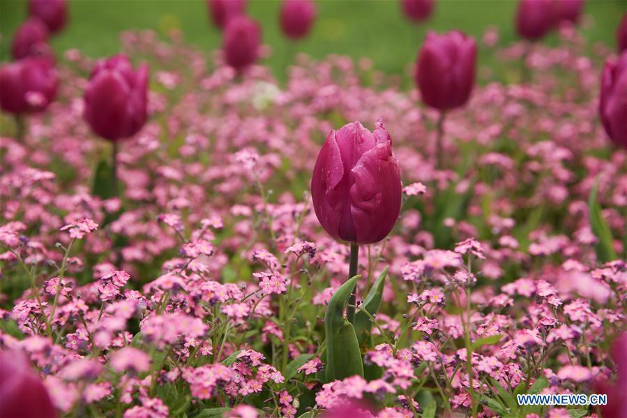 Photo taken on April 10, 2019 shows the tulip flowers in downtown Zagreb, capital of Croatia. (Xinhua/Zheng Huansong)