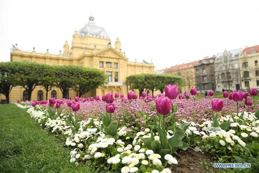 Photo taken on April 10, 2019 shows the flowers at the King Tomislava Square in downtown Zagreb, capital of Croatia. (Xinhua/Zheng Huansong)