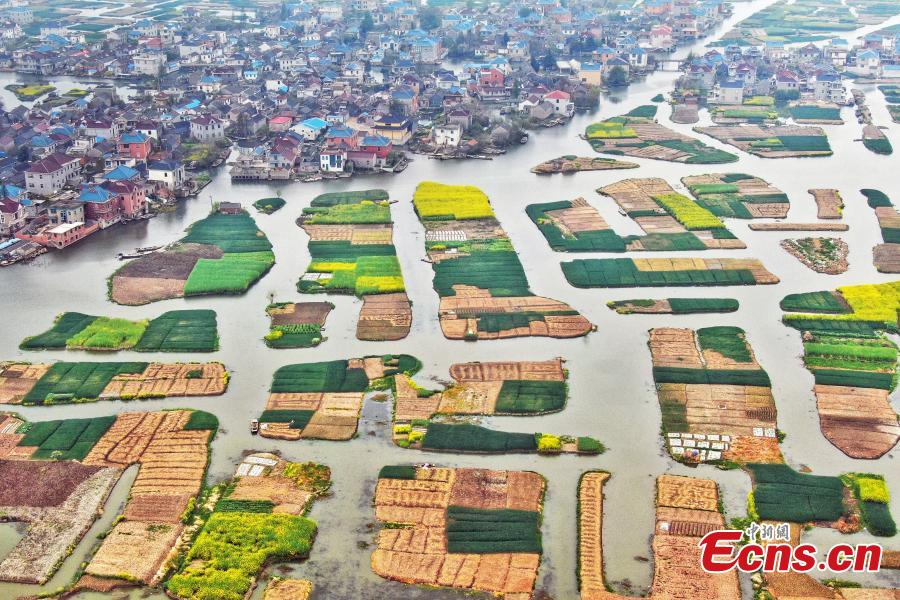An aerial view of colorful fields crisscrossed by water in a rural area in Xinghua City, East China\'s Jiangsu Province, April 10, 2019. Locals have a tradition of digging mud from trenches or small rivers to form small plots of land. (Photo: China News Service/Yang Bo)