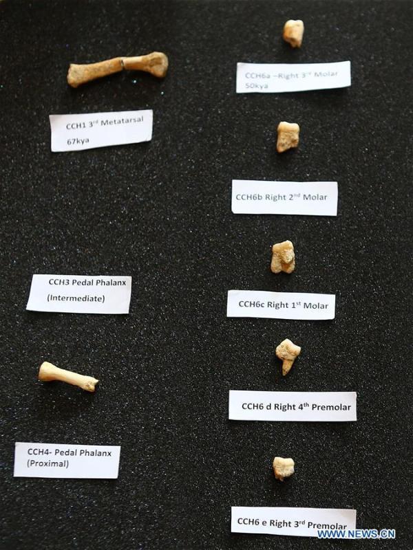 The set of fossils of a newly discovered human species called Homo luzonensis is seen at the University of the Philippines in Quezon City, the Philippines, April 11, 2019. Found in Callao Cave on Luzon Island, the 50,000-year-old remains belong to a now extinct species of human. (Xinhua/Rouelle Umali)