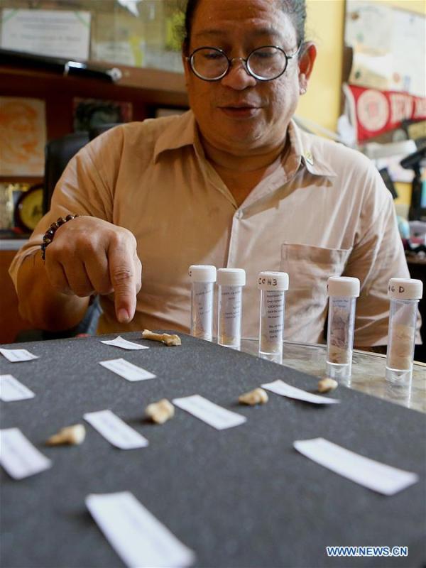 Filipino archeologist Armand Mijares shows the set of fossils of a newly discovered human species called Homo luzonensis at the University of the Philippines in Quezon City, the Philippines, April 11, 2019. Found in Callao Cave on Luzon Island, the 50,000-year-old remains belong to a now extinct species of human. (Xinhua/Rouelle Umali)