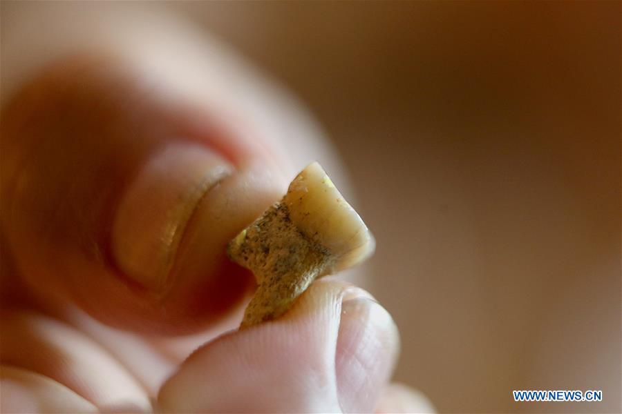 Filipino archeologist Armand Mijares shows a molar tooth as part of the set of fossils of a newly discovered human species called Homo luzonensis at the University of the Philippines in Quezon City, the Philippines, April 11, 2019. Found in Callao Cave on Luzon Island, the 50,000-year-old remains belong to a now extinct species of human. (Xinhua/Rouelle Umali)