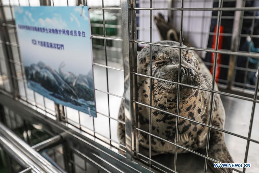 Photo taken on April 11, 2019 shows a spotted seal to be released back into the wild in Dalian, northeast China\'s Liaoning Province. Twenty-four spotted seals were released back into the wild on Thursday in the coastal city of Dalian. The 24 released seals were among 100 baby spotted seals that were illegally poached in February 2019, according to the provincial government. (Xinhua/Pan Yulong)