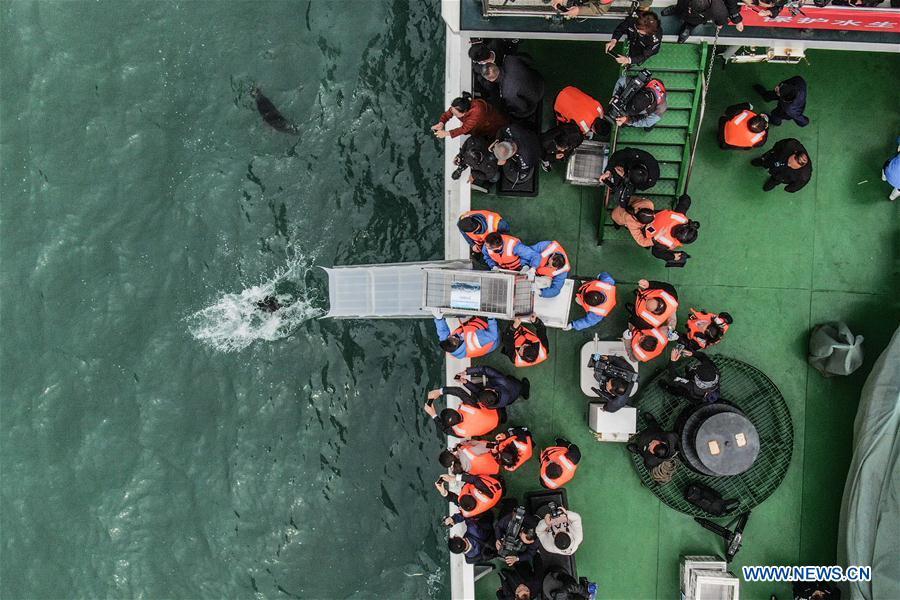 Aerial photo taken on April 11, 2019 shows a spotted seal being released back into the wild in Dalian, northeast China\'s Liaoning Province. Twenty-four spotted seals were released back into the wild on Thursday in the coastal city of Dalian. The 24 released seals were among 100 baby spotted seals that were illegally poached in February 2019, according to the provincial government. (Xinhua/Pan Yulong)