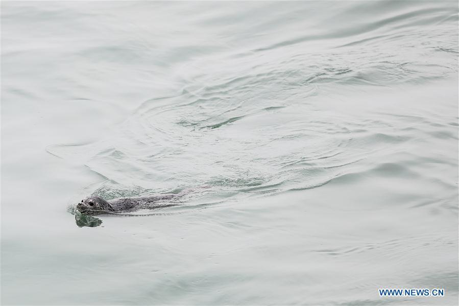 Photo taken on April 11, 2019 shows a spotted seal swimming after it was released back into the wild in Dalian, northeast China\'s Liaoning Province. Twenty-four spotted seals were released back into the wild on Thursday in the coastal city of Dalian. The 24 released seals were among 100 baby spotted seals that were illegally poached in February 2019, according to the provincial government. (Xinhua/Pan Yulong)