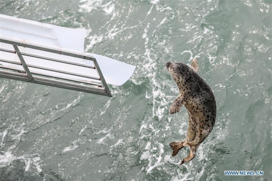Photo taken on April 11, 2019 shows a spotted seal being released back into the wild in Dalian, northeast China\'s Liaoning Province. Twenty-four spotted seals were released back into the wild on Thursday in the coastal city of Dalian. The 24 released seals were among 100 baby spotted seals that were illegally poached in February 2019, according to the provincial government. (Xinhua/Pan Yulong)