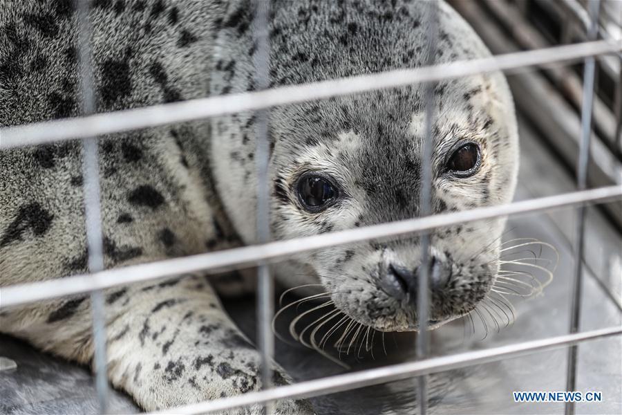 Photo taken on April 11, 2019 shows a spotted seal to be released back into the wild in Dalian, northeast China\'s Liaoning Province. Twenty-four spotted seals were released back into the wild on Thursday in the coastal city of Dalian. The 24 released seals were among 100 baby spotted seals that were illegally poached in February 2019, according to the provincial government. (Xinhua/Pan Yulong)
