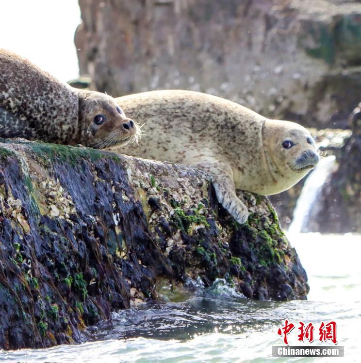 Wild spotted seals are seen in the sea near Changshan Island in Changdao County, Shandong Province. The spotted seals have recently migrated from Liaodong Bay to the area, which is rich with fish, shrimp and algae, to forage and stay for approximately two months. (Photo: China News Service/Wu Kun)
