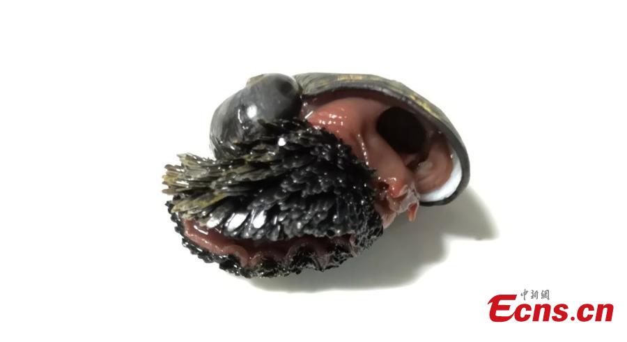 A sea creature collected by China\'s unmanned submersible \