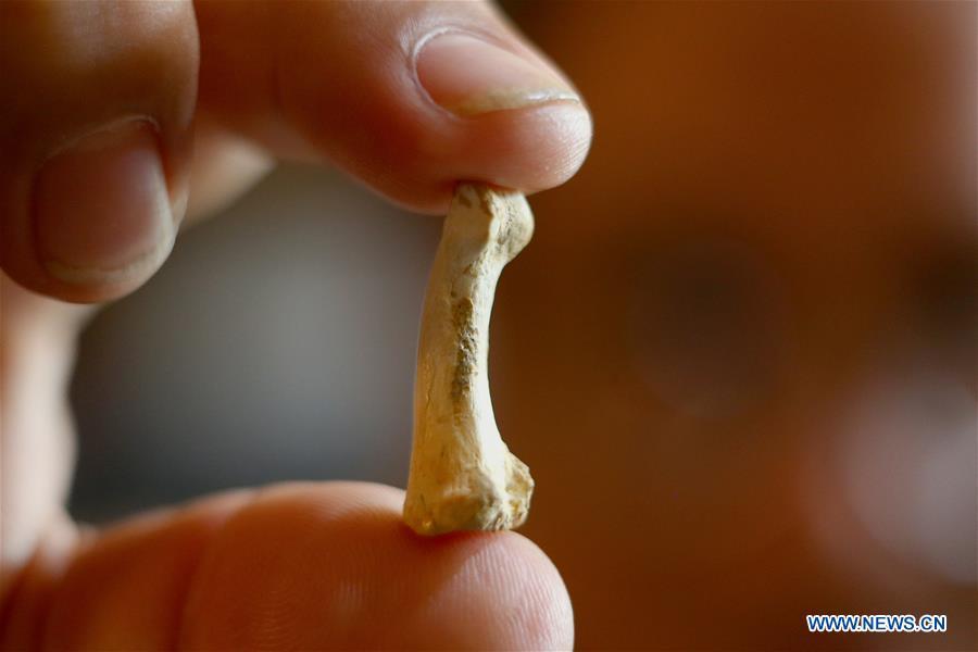 Filipino archeologist Armand Mijares shows a foot bone as part of the set of fossils of a newly discovered human species called Homo luzonensis at the University of the Philippines in Quezon City, the Philippines, April 11, 2019. Found in Callao Cave on Luzon Island, the 50,000-year-old remains belong to a now extinct species of human. (Xinhua/Rouelle Umali)