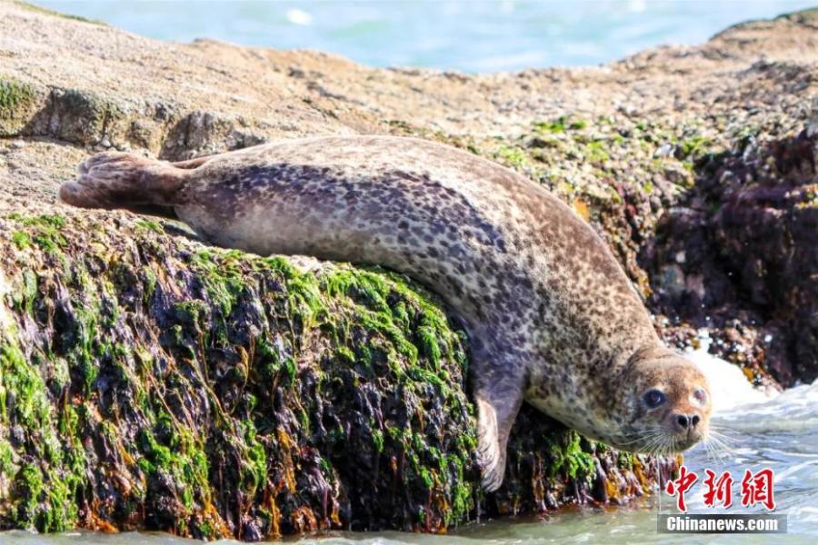 Wild spotted seals are seen in the sea near Changshan Island in Changdao County, Shandong Province. The spotted seals have recently migrated from Liaodong Bay to the area, which is rich with fish, shrimp and algae, to forage and stay for approximately two months. (Photo: China News Service/Wu Kun)