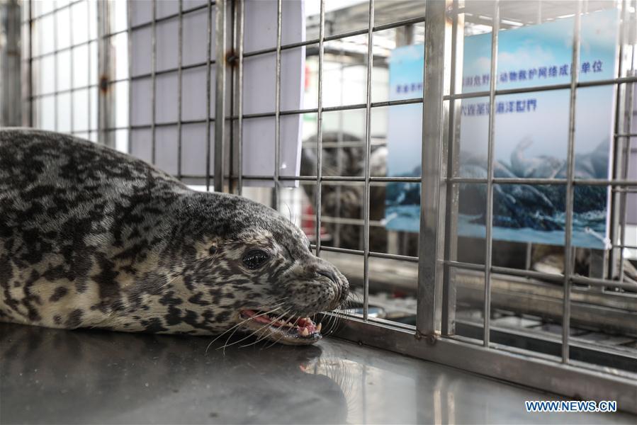 Photo taken on April 11, 2019 shows a spotted seal to be released back into the wild in Dalian, northeast China\'s Liaoning Province. Twenty-four spotted seals were released back into the wild on Thursday in the coastal city of Dalian. The 24 released seals were among 100 baby spotted seals that were illegally poached in February 2019, according to the provincial government. (Xinhua/Pan Yulong)