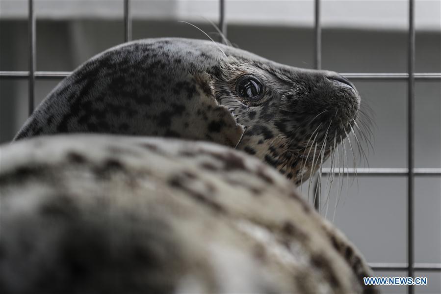 Photo taken on April 11, 2019 shows a spotted seal to be released back into the wild in Dalian, northeast China\'s Liaoning Province. Twenty-four spotted seals were released back into the wild on Thursday in the coastal city of Dalian. The 24 released seals were among 100 baby spotted seals that were illegally poached in February 2019, according to the provincial government. (Xinhua/Pan Yulong)