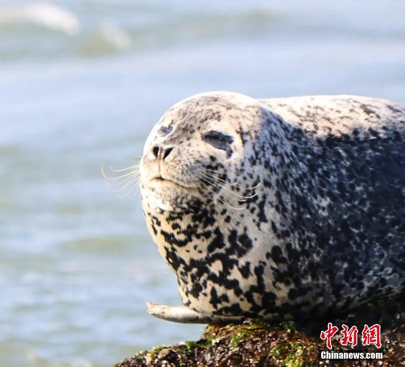 Wild spotted seals are seen in the sea near Changshan Island in Changdao County, Shandong Province. The spotted seals have recently migrated from Liaodong Bay to the area, which is rich with fish, shrimp and algae, to forage and stay for approximately two months. (Photo: China News Service/Wu Kun)