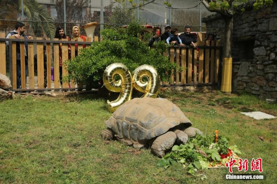 A turtle at a zoo in Kocaeli, Turkey celebrates its 99th birthday on Saturday, April 13, 2019. The turtle named Tuki was treated to a big vegetable cake for the occasion. Tuki is the oldest known turtle in Turkey.  (Photo/IC)