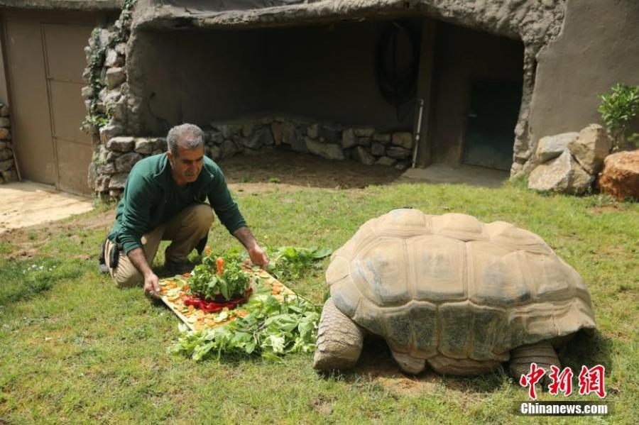 A turtle at a zoo in Kocaeli, Turkey celebrates its 99th birthday on Saturday, April 13, 2019. The turtle named Tuki was treated to a big vegetable cake for the occasion. Tuki is the oldest known turtle in Turkey.  (Photo/IC)