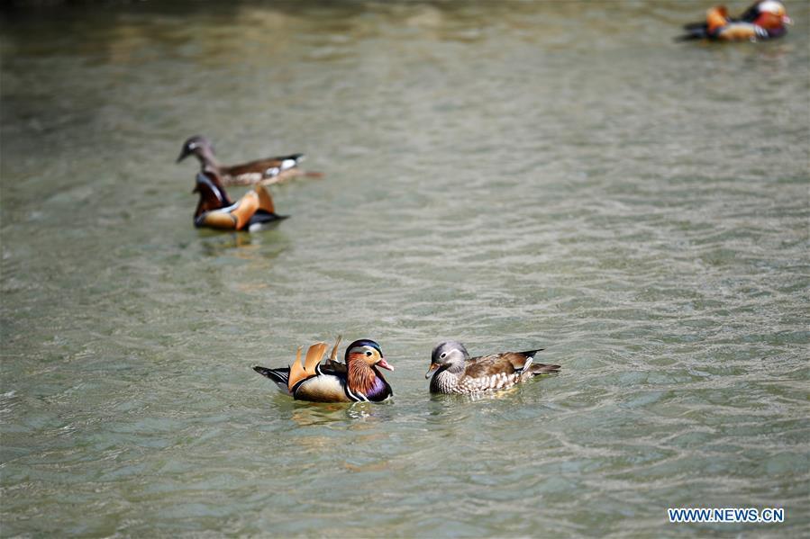 Photo taken on April 15, 2019 shows mandarin ducks at Zhaolin Park in Harbin, northeast China\'s Heilongjiang Province. (Xinhua/Wang Jianwei)