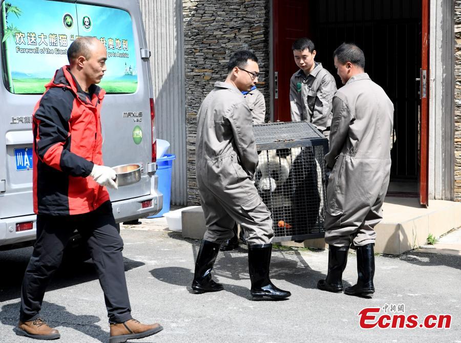 Giant panda Yuan Yuan, 20, is transported from the Shenshuping base of the China Conservation and Research Center for the Giant Panda to the Shuangliu International Airport on its way to Austria for a four-year collaborative research project, April 15, 2019. (Photo: China News Service/An Yuan)