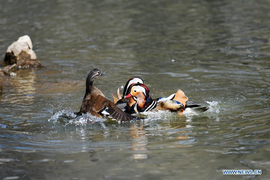 Photo taken on April 15, 2019 shows mandarin ducks at Zhaolin Park in Harbin, northeast China\'s Heilongjiang Province. (Xinhua/Wang Jianwei)
