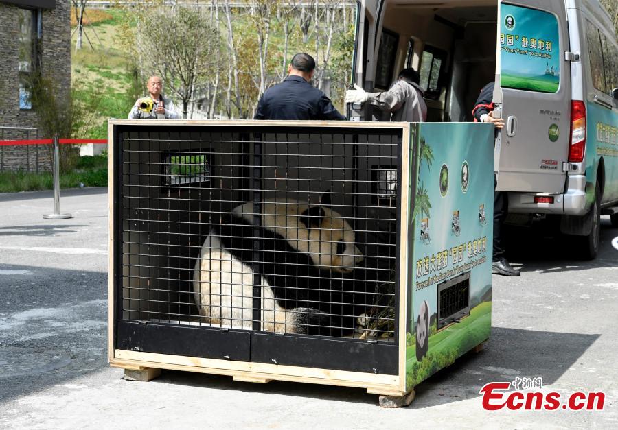 Giant panda Yuan Yuan, 20, is transported from the Shenshuping base of the China Conservation and Research Center for the Giant Panda to the Shuangliu International Airport on its way to Austria for a four-year collaborative research project, April 15, 2019. (Photo: China News Service/An Yuan)