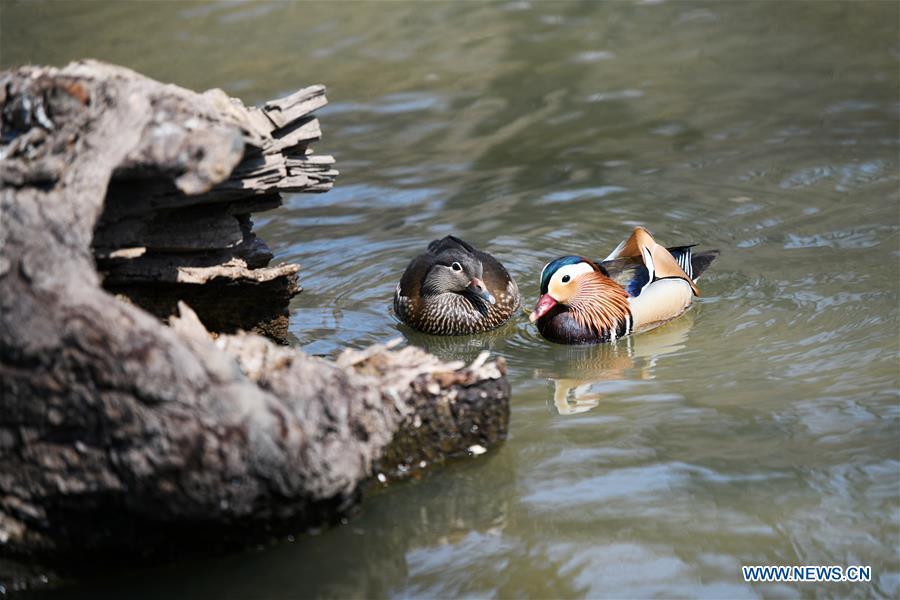 Photo taken on April 15, 2019 shows mandarin ducks at Zhaolin Park in Harbin, northeast China\'s Heilongjiang Province. (Xinhua/Wang Jianwei)
