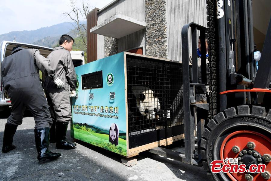Giant panda Yuan Yuan, 20, is transported from the Shenshuping base of the China Conservation and Research Center for the Giant Panda to the Shuangliu International Airport on its way to Austria for a four-year collaborative research project, April 15, 2019. (Photo: China News Service/An Yuan)