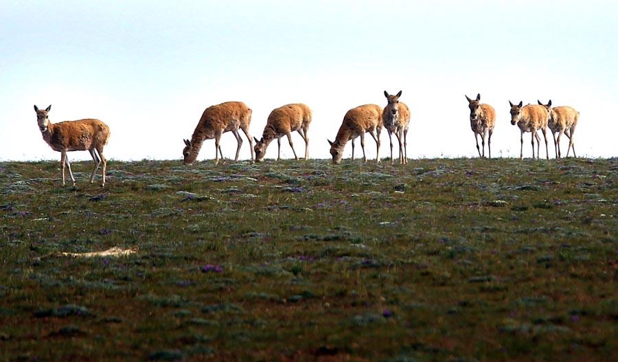 Tibetan antelopes roam in Hoh Xil, Qinghai Province.(PHOTO/CHINA DAILY)
Tibetan antelope (Hoh Xil)

Why did the Tibetan antelope cross the road? To get to the other side, of course!

That is, with the help of rangers who act as crossing guards, stopping vehicles along the remote motorways where humans and antelopes intersect in every sense of the word in Qinghai province.

Such traffic control is a common site on the remote steppes and alpines of the Hoh Xil region near Yushu prefecture.

The bovid has become a symbol of wildlife protection on the Qinghai-Tibet Plateau, known as \