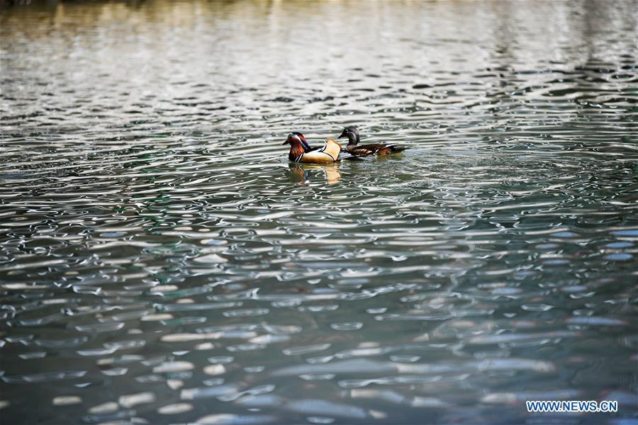 Photo taken on April 15, 2019 shows mandarin ducks at Zhaolin Park in Harbin, northeast China\'s Heilongjiang Province. (Xinhua/Wang Jianwei)