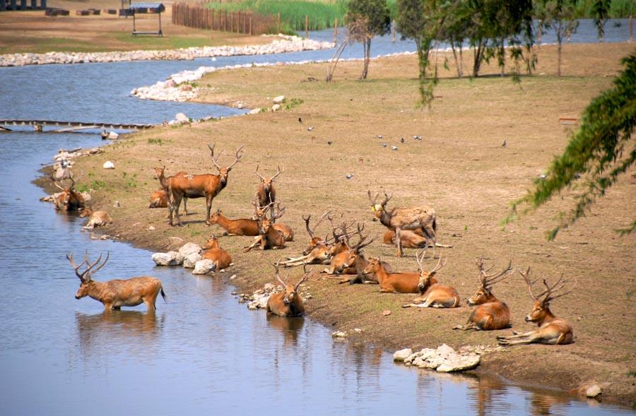 Milu, a deer species endemic to China that became extinct in the wild now inhabits the Nanhaizi Milu Park in Beijing\'s Daxing district. (PHOTO/CHINA DAILY)
So goes the origin myth of the milu, or Pere David\'s deer－a species whose actual recovery story is truly legendary.

The global population once barely exceeded a dozen.

But its wild herds number around 1,500 today, and over 5,000 live in captivity.

This Chinese species\' survival and revival is largely due to the actions of a French missionary, a British duke, an American zoologist and the Chinese government\'s conservation.

But China hosts many rare animals that, while they don\'t have the prestige of the giant panda－wildlife protection\'s global megastar－still stand out as iconic fauna.

China Daily explores some of the places where travelers can encounter these special species, brought back from the brink of extinction.

Milu (Beijing)

The history of the milu, or Pere David\'s deer, is one of the world\'s most dramatic species-survival stories.

Habitat destruction decimated the wild population in China.

Some believed eating its meat enhanced longevity or even endowed immortality. The deer lingering in the imperial hunting grounds died out around 1900.

But, in 1865, French missionary Pere David brought some to Europe, where they ended up in zoos.

The 11th Duke of Bedford later gathered 18 on his estate, establishing the lone remaining herd.

There were fears during World War II that a single bomb would take out the whole species.

A Slovak-born American zoologist reintroduced about three-dozen of the animals to China in 1985, with the blessing of the duke\'s successor.

They were taken to the former imperial hunting grounds, which now are the Nanhaizi Milu Park in Beijing\'s Daxing district, where visitors can encounter the strange and scarce deer.

The species\' Chinese name, sibuxiang, translates as the \