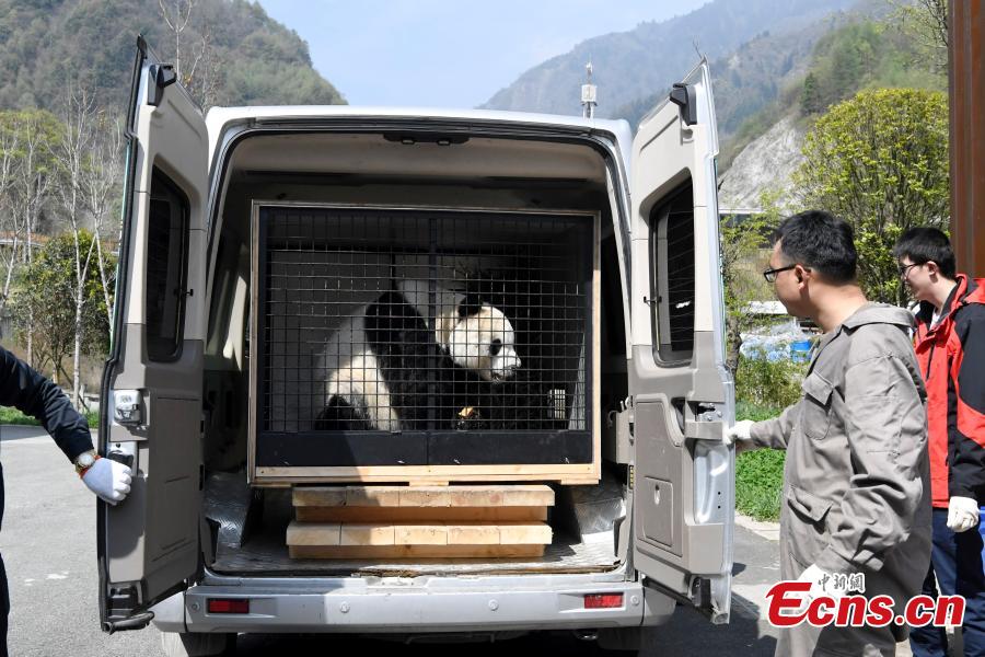 Giant panda Yuan Yuan, 20, is transported from the Shenshuping base of the China Conservation and Research Center for the Giant Panda to the Shuangliu International Airport on its way to Austria for a four-year collaborative research project, April 15, 2019. (Photo: China News Service/An Yuan)