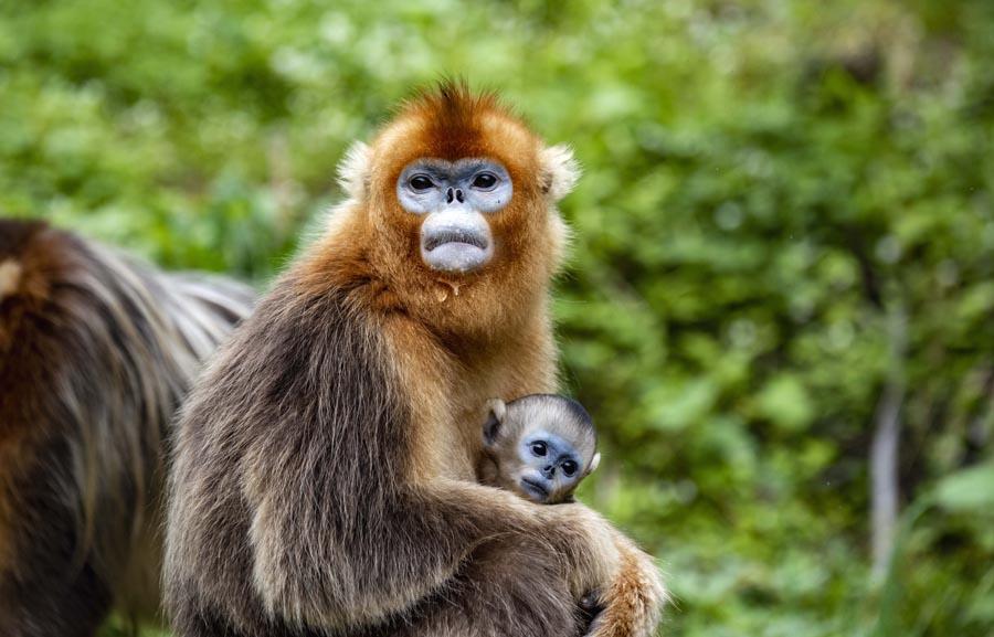 A golden snub-nosed monkey mother with her baby in Hubei province\'s Shennongjia Forestry District. (PHOTO/XINHUA)
Golden snub-nosed monkeys (Shennongjia)

Golden snub-nosed monkeys aren\'t just rare but also elusive.

Residents of Hubei province\'s Shennongjia Forestry District have a saying about the primates: \