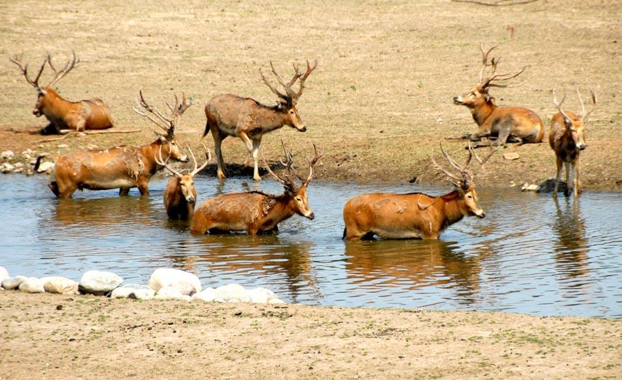 Milu, a deer species endemic to China that became extinct in the wild now inhabits the Nanhaizi Milu Park in Beijing\'s Daxing district. (PHOTO/CHINA DAILY)
The giant panda is an international conservation darling and a leading domestic tourist attraction. But the country is home to many other intriguing species that travelers can encounter if they know where to go.
Three millennia ago, an ox, a donkey, a horse and a deer retreated to a woodland cavern to meditate. They snapped out of their contemplative state when a tyrannical king executed a just official.

They wanted justice. Fiercely.

So, the animals decided to combine into a single beast to fuse their respective powers－the might of an ox, the spatial reasoning of a donkey, the swiftness of a horse and the nimbleness of a deer.

The Lord of Heaven gave the creature the go-ahead to join the war against the cruel king, and sage Jiang Ziya rode it to defeat the despot.

Consequently, the Zhou Dynasty (c. 11th century-256 BC) was born.