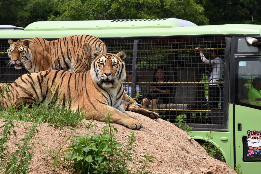 Visitors board a bus to watch tigers at the Siberian Tiger Park in Heilongjiang\'s capital, Harbin. (Photo/Xinhua)
Siberian tiger (Harbin)

SUVs rumble. Tigers roar. And people scream.

It\'s feeding time at the world\'s largest breeding base for one of the world\'s most endangered predators.

SUVs clad in caging veer through a sea of stripes at the Siberian Tiger Park in Heilongjiang\'s capital, Harbin. The cats recognize that these are their food wagons and give chase.

A vehicle\'s door bursts open. A chicken is whipped into the air. And the tigers pounce, detonating flashes of feathers and fur.

The big cats chow down, sometimes while perched atop the SUVs.

Visitors watch aboard buses that steer through the fenced-in fields the tigers call home.

The park hosts about 600 tigers belonging to various subspecies, but the Siberian variety is certainly the most iconic.

The fierce felids live in captivity. But visitors will discover exploring the park is a wild experience, nonetheless.