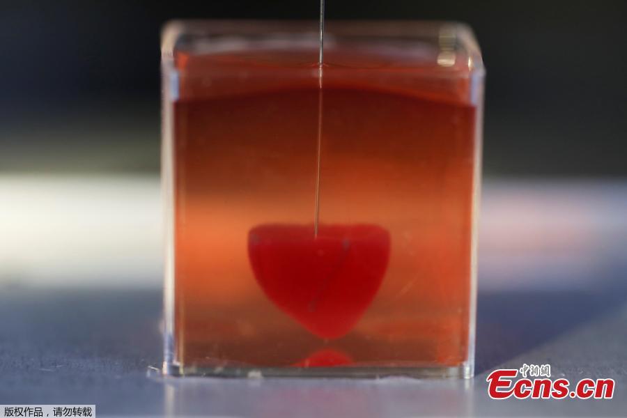 This photo taken on April 15, 2019 at the University of Tel Aviv shows a 3D print of heart with human tissue.  (Photo/Agencies)