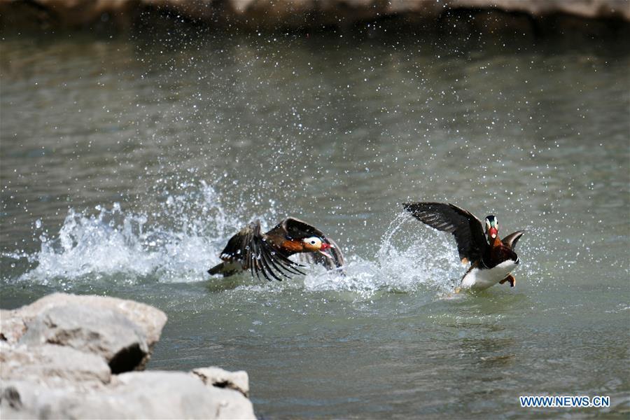 Photo taken on April 15, 2019 shows mandarin ducks at Zhaolin Park in Harbin, northeast China\'s Heilongjiang Province. (Xinhua/Wang Jianwei)