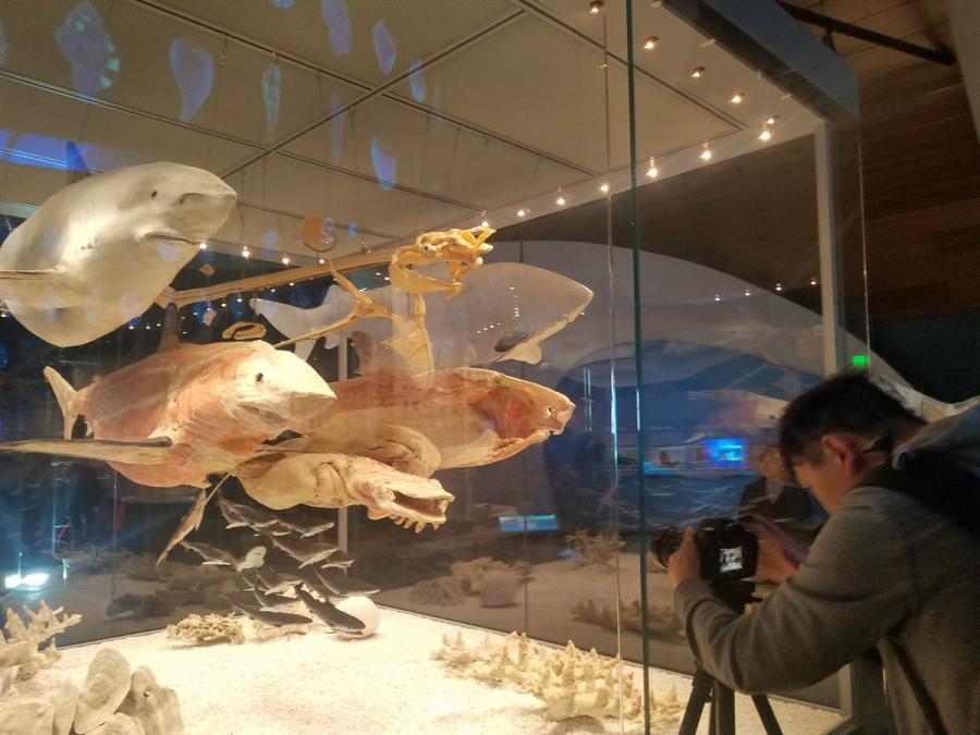 National Maritime Museum of China is expected to be open late this year. (Photo/chinadaily.com.cn)

China\'s largest maritime museum is to open late this year in Tianjin\'s Binhai New Area.

Built with a total investment of 3 billion yuan ($446.6 million), the National Maritime Museum will cover 300,000 square meters, and boast a collection showcasing ancient boats, fossils, maps, and rare animals.

Equipped with some of the most innovative technologies, the museum will also offer a historical review of China\'s oceanography and the culture behind it.

Situated in one of the city\'s most popular tourist areas, the museum is expected to become a major attraction for both foreign and domestic tourists.

According to Liang Chunzao, Binhai New Area vice-director, the museum will become a key part of travel routes in the coastal area.

Xu Chunmei, director of the Bureau of Culture and Tourism in Binhai New Area, said during the 2019\'s first three months, the area\'s major tourism attractions welcomed 479,400 visitors, generating 70.5 million yuan in revenue, up 11.26 percent and 20.40 percent, year-on-year, respectively.

The area also features the Teda Aircraft Carrier Park, a theme park constructed in 2006 from a renovated Kiev aircraft carrier, delivered to the area from Russia.

The area is also renowned for its library, which has hit headlines at both home and abroad since opening in September 2017. The library welcomed 250,000 visitors last year.

The Costa Serena cruise liner set sail on its first trip from the area this February, and Deyun Club crosstalk artists, including founder Guo Degang, are to perform on the ship this summer.

A duty free shop devoted to cruise liners in the area will open in June this year.

\