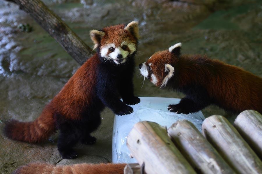 Red pandas at a wild animal park in Zhejiang\'s provincial capital, Hangzhou. (PHOTO/XINHUA)
Red pandas (Chengdu)

The giant panda\'s \