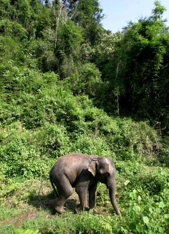 An Asian elephant in Xishuangbanna\'s tropical rainforest. (PHOTO BY SU YING/FOR CHINA DAILY)
Asian elephants (Xishuangbanna)

Many people outside of China don\'t know the country still hosts wild elephants.

But locals in Yunnan province\'s Xishuangbanna are all too aware of the creatures\' presence. They often destroy crops, and have killed dozens of people and injured hundreds more in recent decades.

So, the local government has devised a system to warn residents of the animals\' whereabouts via text message.

Xishuangbanna\'s tropical rainforest hosts about 300 of the pachyderms, compared with around 170 in the 1970s.

A 2-kilometer-long cable car and an elevated walkway enable Wild Elephant Valley\'s visitors to safely view the animals.

The creatures often drink, bathe, play and nibble silt from which they extract minerals in a gurgling river below the main viewing area.

The region hosts much of the biodiversity of one of China\'s most species-diverse provinces.

But the elephants are Xishuangbanna\'s big attraction, in every sense.