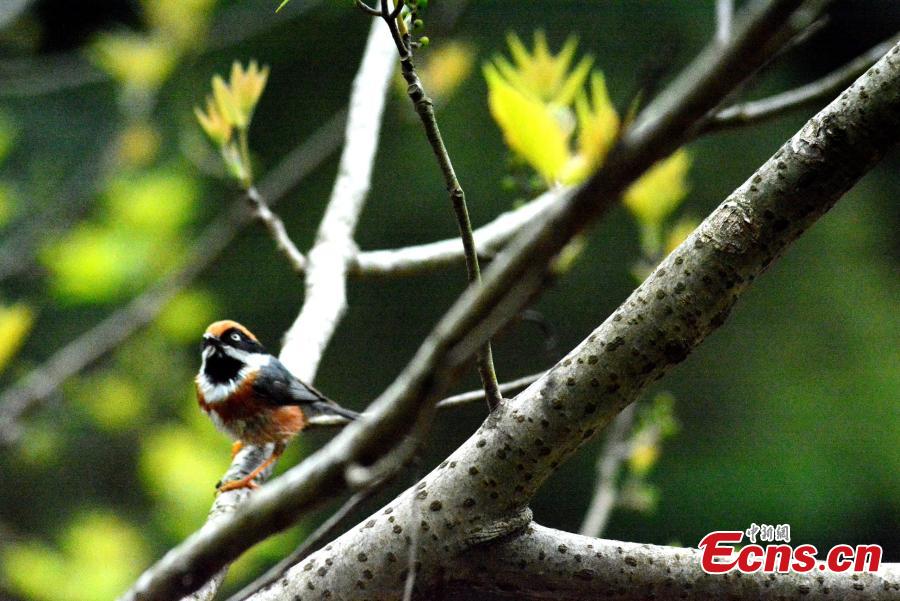 A shrike stands on a branch on the Huangshan Mountain, East China\'s Anhui Province, April 14, 2019.   (Photo/China News Service)
