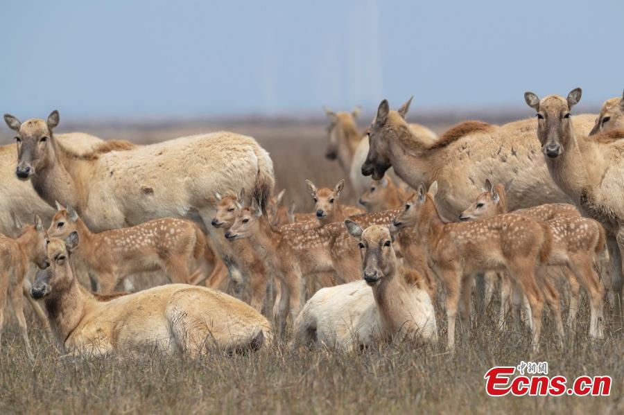 A herd of milu deer are seen on a wetland in the Dafeng Milu National Nature Reserve in Yancheng City, East China\'s Jiangsu Province, in March. Milu, also known as Pere David\'s deer, is a species endemic to China, but overhunting and habitat loss led to its near extinction in the early 20th century. The species, still under A-level state protection in China, was named after Armand David, a French missionary and naturalist who first recorded the existence of the deer in China in 1865. The animal\'s gestation period is approximately nine months, after which a single offspring is born, usually in March or April. (Photo: China News Service/Sun Huajin)