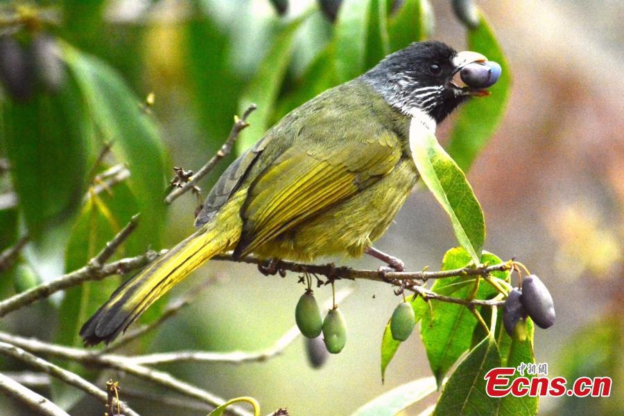 A collared finchbill stands on a branch with a fruit in her beak on the Huangshan Mountain, East China\'s Anhui Province, April 14, 2019.  (Photo/China News Service)