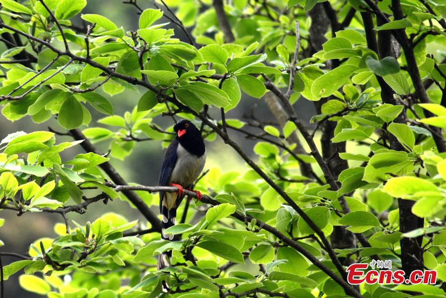 A Red-billed Blue Magpie rests on a branch on the Huangshan Mountain, East China\'s Anhui Province, April 14, 2019.   (Photo/China News Service)