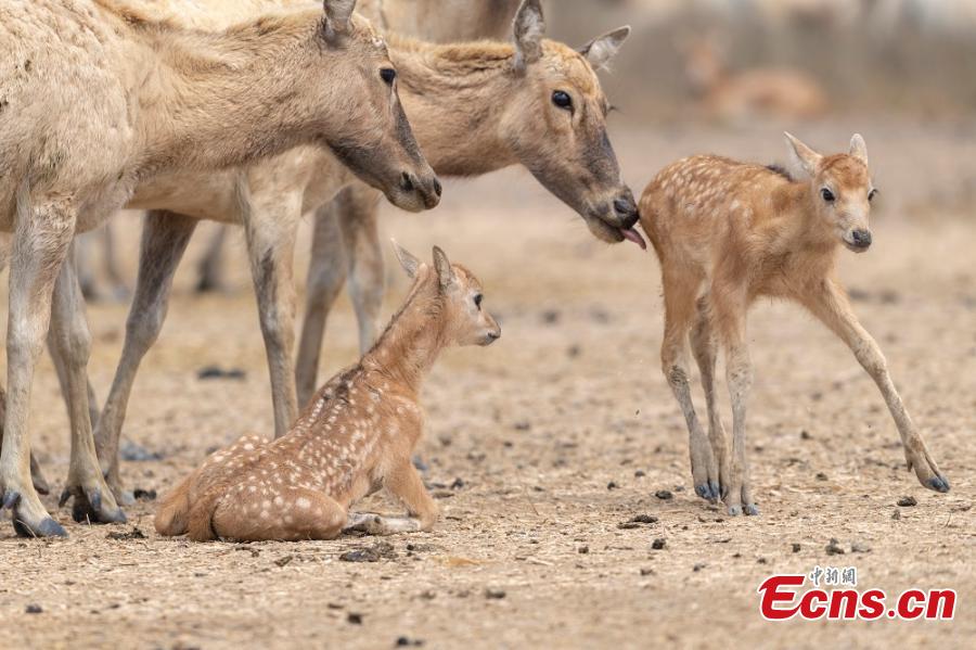 A herd of milu deer are seen on a wetland in the Dafeng Milu National Nature Reserve in Yancheng City, East China\'s Jiangsu Province, in March. Milu, also known as Pere David\'s deer, is a species endemic to China, but overhunting and habitat loss led to its near extinction in the early 20th century. The species, still under A-level state protection in China, was named after Armand David, a French missionary and naturalist who first recorded the existence of the deer in China in 1865. The animal\'s gestation period is approximately nine months, after which a single offspring is born, usually in March or April. (Photo: China News Service/Sun Huajin)