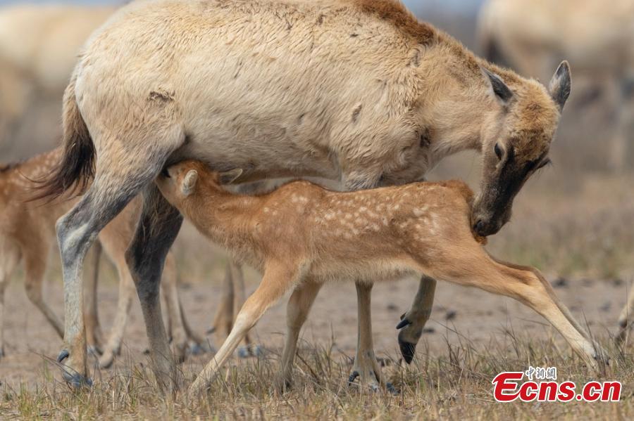 A herd of milu deer are seen on a wetland in the Dafeng Milu National Nature Reserve in Yancheng City, East China\'s Jiangsu Province, in March. Milu, also known as Pere David\'s deer, is a species endemic to China, but overhunting and habitat loss led to its near extinction in the early 20th century. The species, still under A-level state protection in China, was named after Armand David, a French missionary and naturalist who first recorded the existence of the deer in China in 1865. The animal\'s gestation period is approximately nine months, after which a single offspring is born, usually in March or April. (Photo: China News Service/Sun Huajin)
