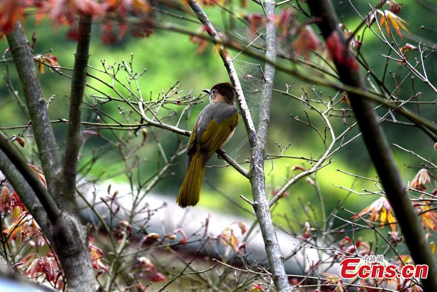 A Mountain Bulbul observes its surrounding environment on a branch on the Huangshan Mountain, East China\'s Anhui Province, April 14, 2019.   (Photo/China News Service)